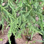 Kryptoméria japonská (Cryptomeria japonica) ´RASEN´ - výška 50-70 cm, kont. C3L